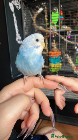 Budgerigars birds - Advert 19