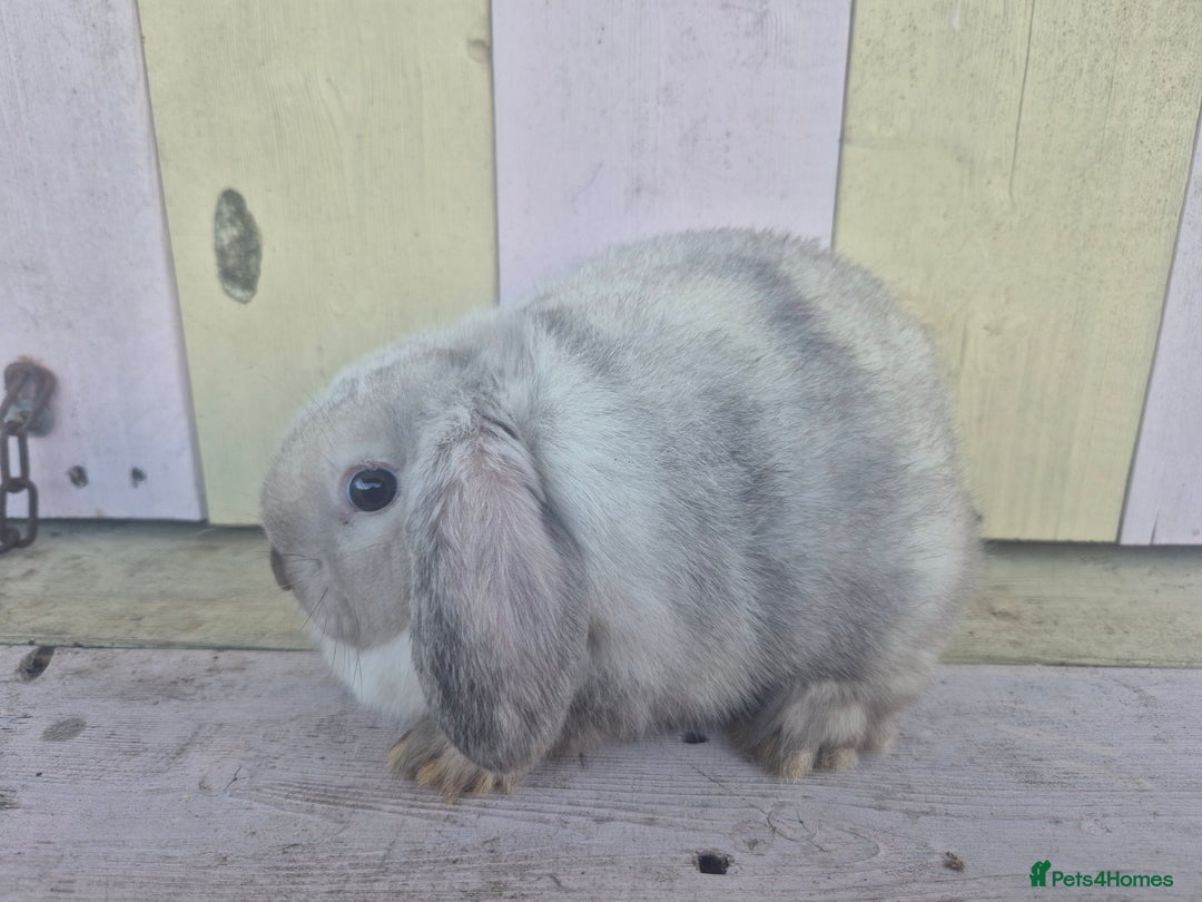 Mini Lop rabbits for sale: 💙 Beautiful and friendly mini lop boys 💙 - Advert 25