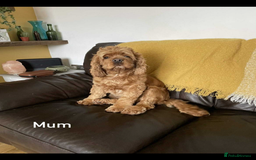 Cockapoo dogs for sale: American cockapoo - Image 1