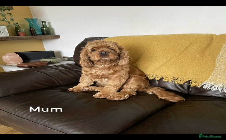Cockapoo dogs - Advert 1