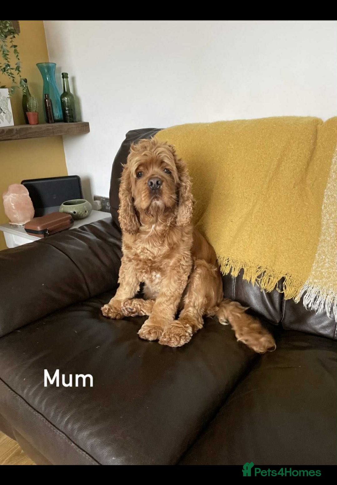 Cockapoo dogs for sale: American cockapoo - Image 1