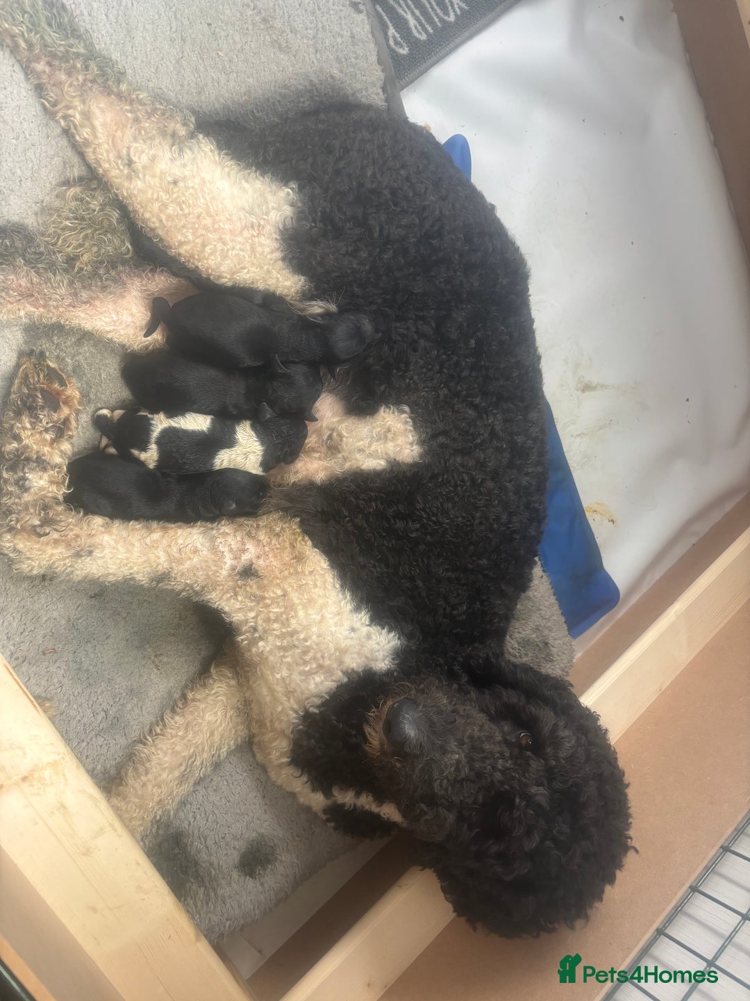 Mixed Breed dogs for sale: Gordondoodle  - Image 2