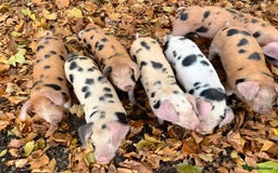 Pig livestock for sale: OSB x Gloucester old spot pigs  - Image 3