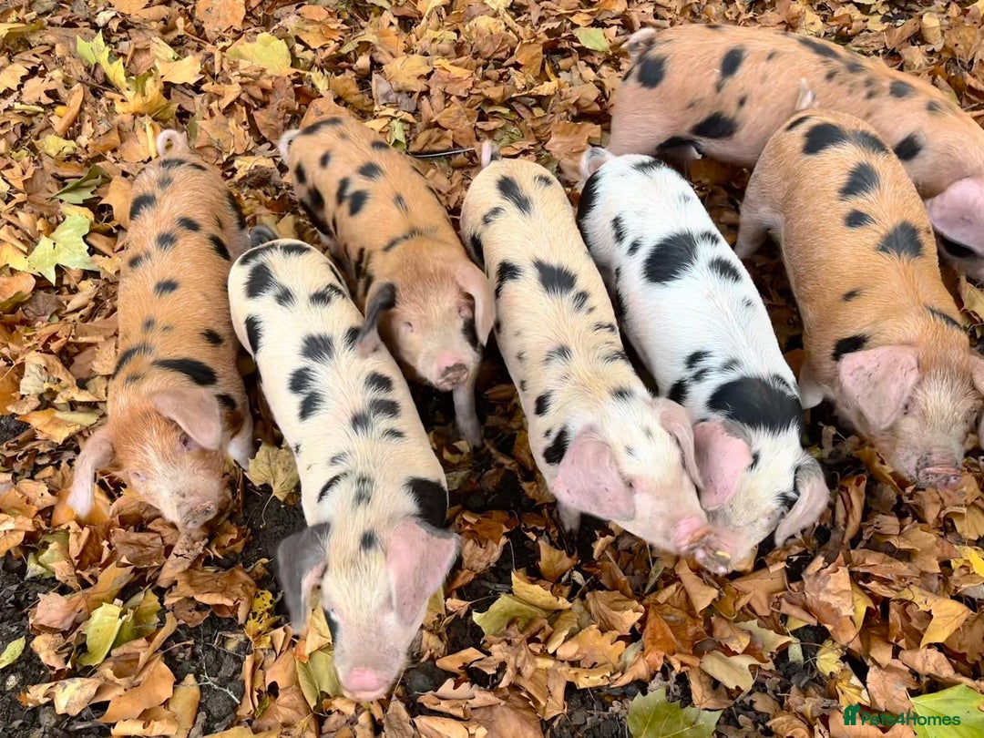 Pig livestock for sale: OSB x Gloucester old spot pigs  - Image 3