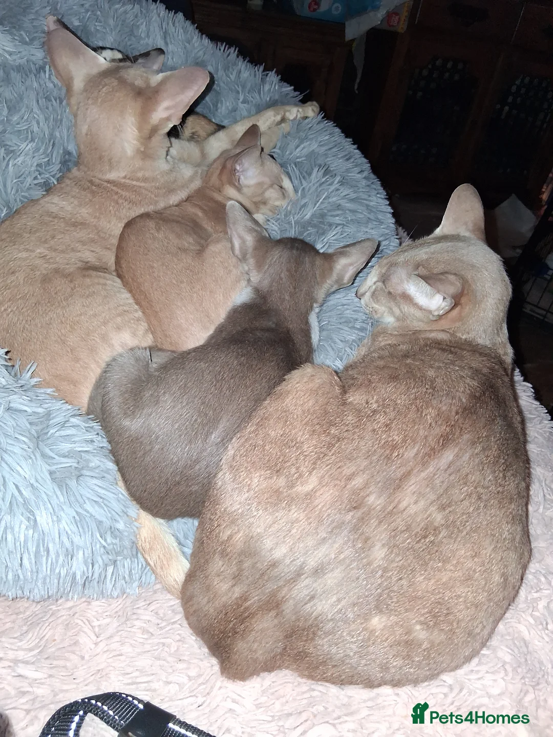 Oriental cats for sale: Gorgeous female bicolour last 1 - Advert 5