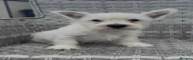 West Highland Terrier 1