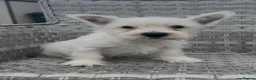 West Highland Terrier dogs for sale: West Highland Terrier Pups ready for new home Now - Advert 15