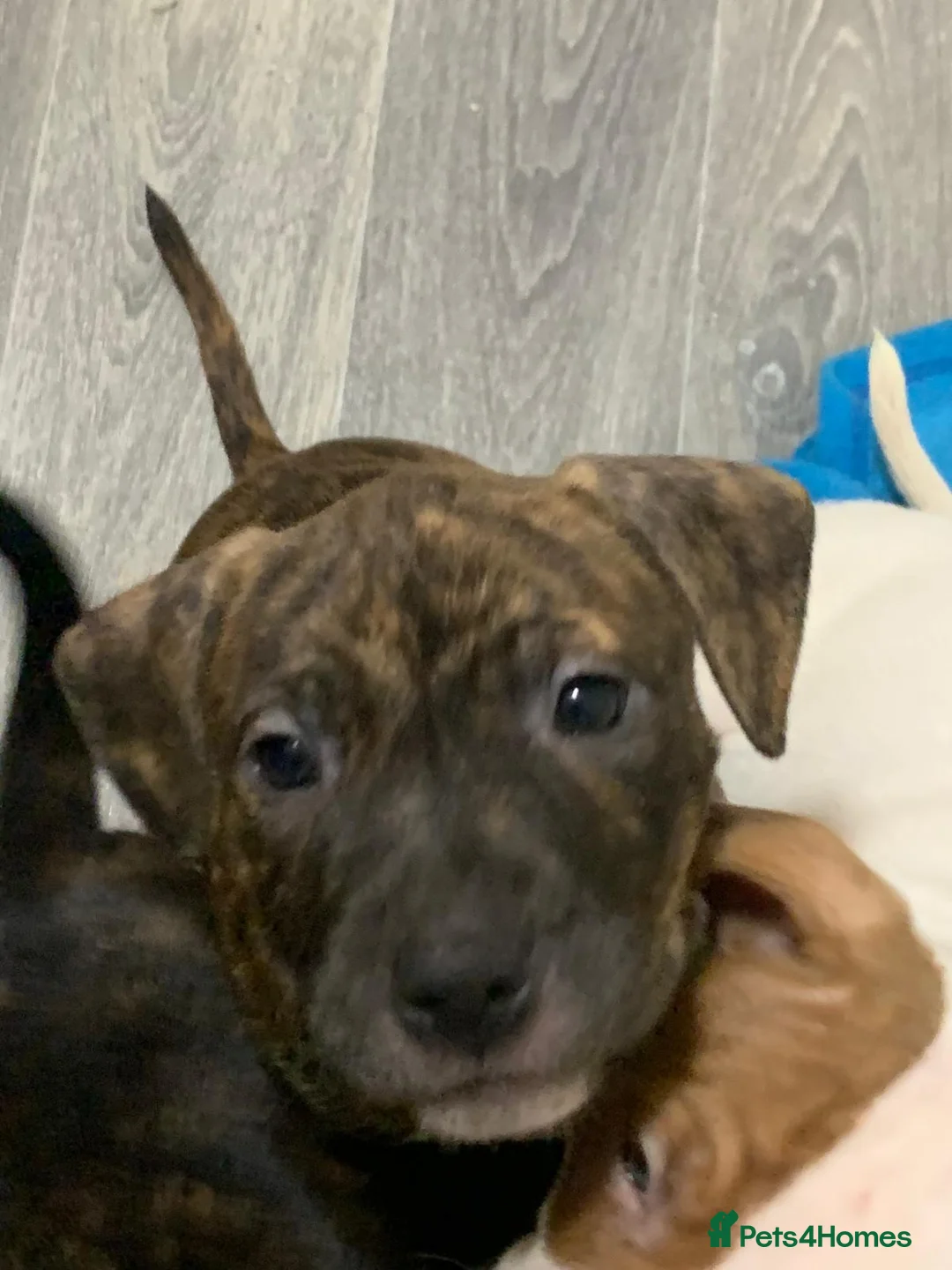 Staffordshire Bull Terrier dogs for sale: Five female small dogs and three male small dogs. - Advert 7