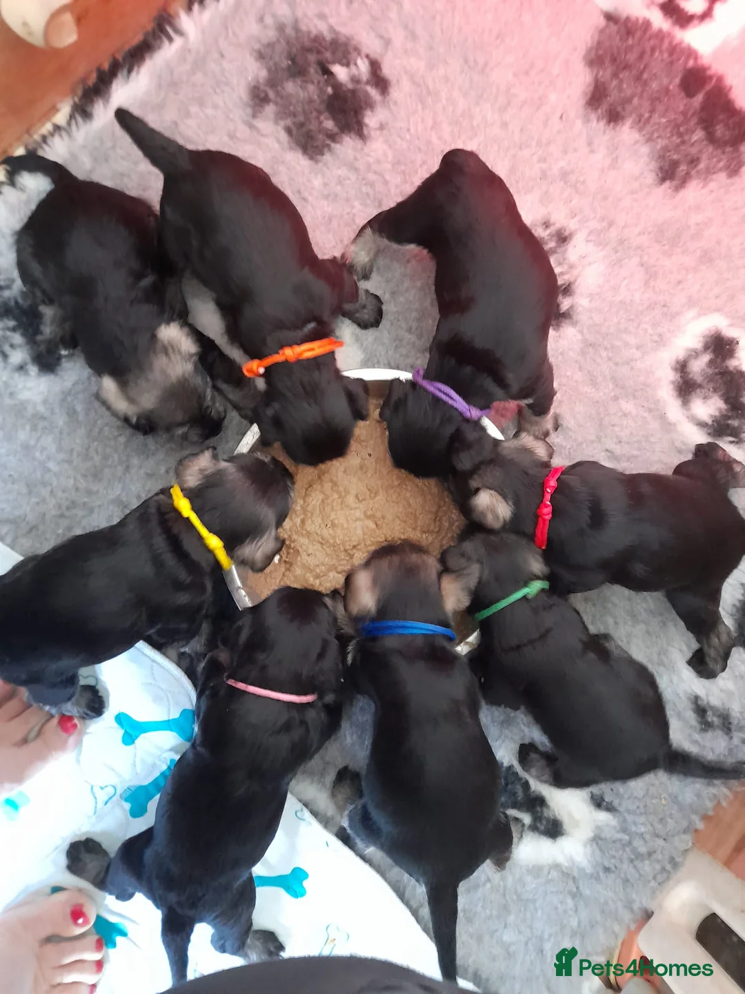 Miniature Schnauzer dogs for stud: KC reg miniature schnauzer for stud  in Liverpool - Advert 10