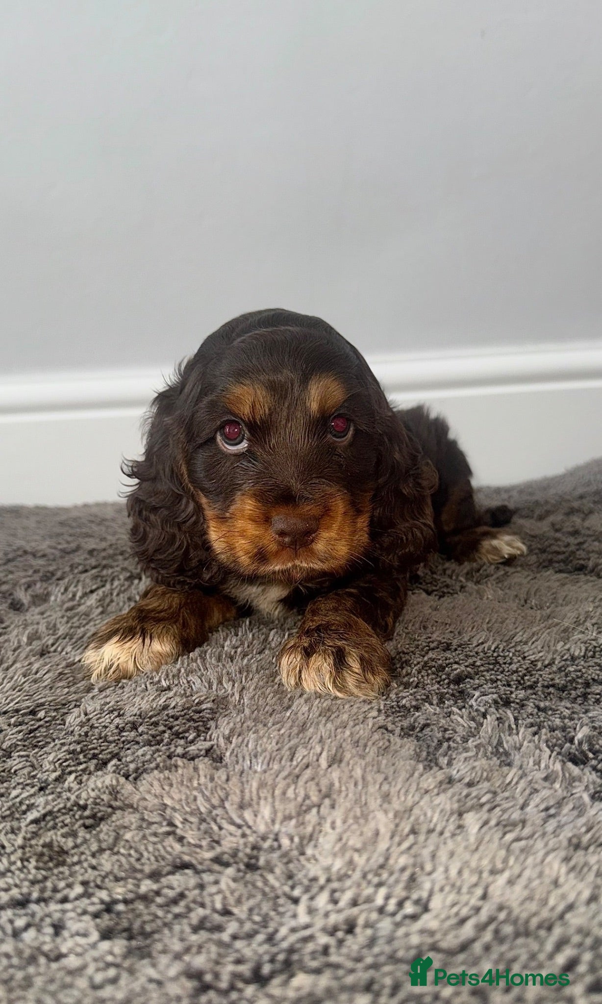Cocker Spaniel dogs Beautiful chunky true to type showtype spaniels🐶 - Advert 6