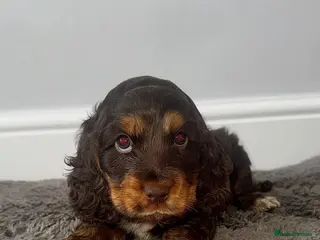 Cocker Spaniel dogs Beautiful chunky true to type showtype spaniels🐶 - Advert 6