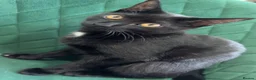 American Shorthair cats for sale: Female  in Manchester - Advert 3