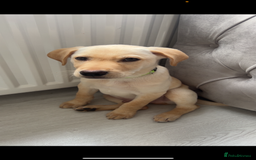 Labrador Retriever dogs for sale: BOY Labrador  in Coatbridge - Image 1