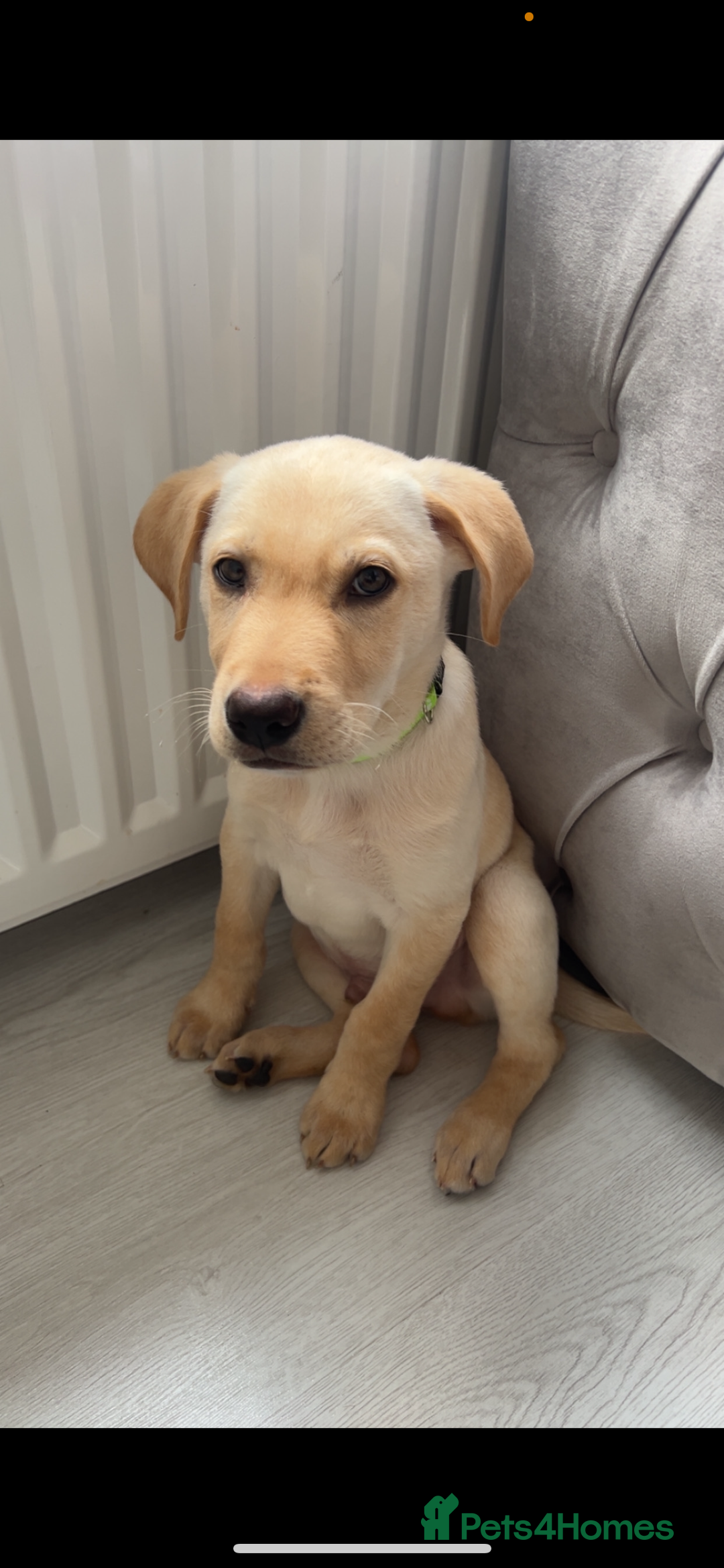 Labrador Retriever dogs for sale: BOY Labrador  in Coatbridge - Image 1
