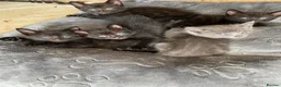 Mixed Breed cats for sale: Beautiful Kittens - Ready Now - Advert 7