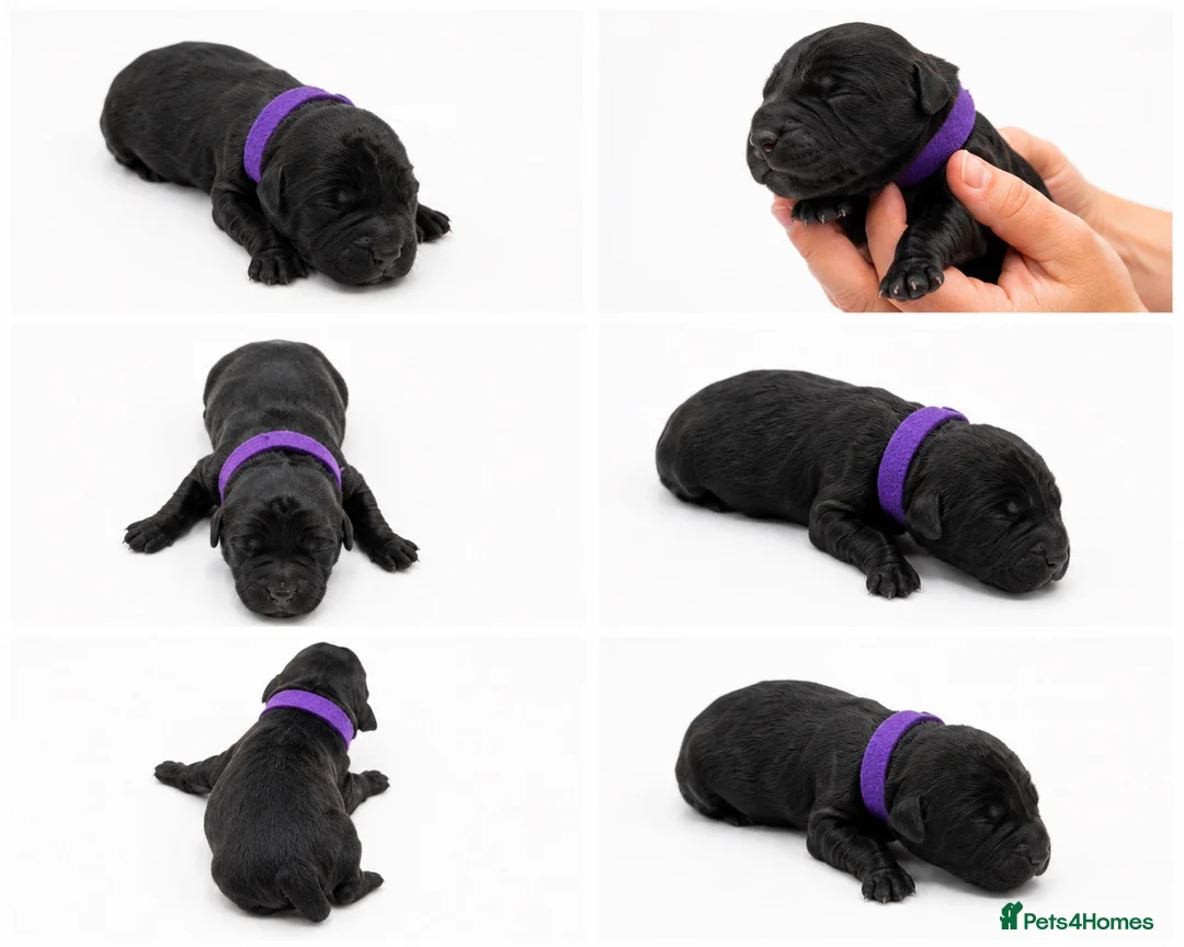 Cockapoo dogs for sale: F1 Cockapoo Winnie’s Puppies have arrived - Advert 2