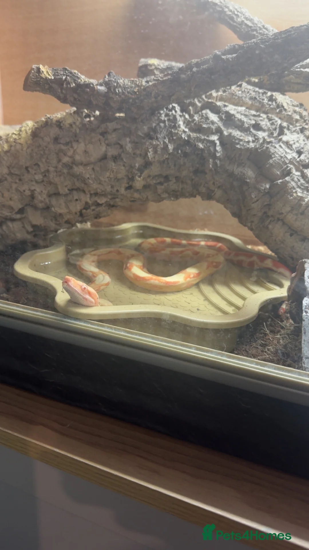 Boa Snake reptiles for sale: Sunglow boa constrictor  - Advert 2