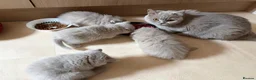British Shorthair cats for sale: Best Quality Clasic BSH LILAC KITTENS - Advert 7