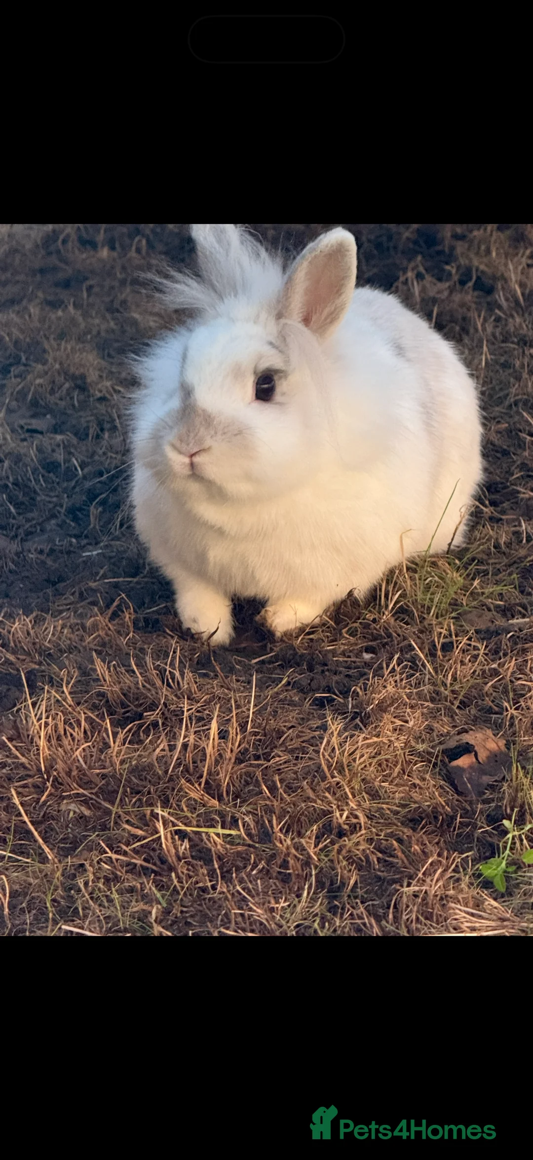 Lionhead rabbits for sale: Female rabbit  in Mansfield - Advert 2