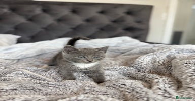 British Shorthair cats - Advert 2