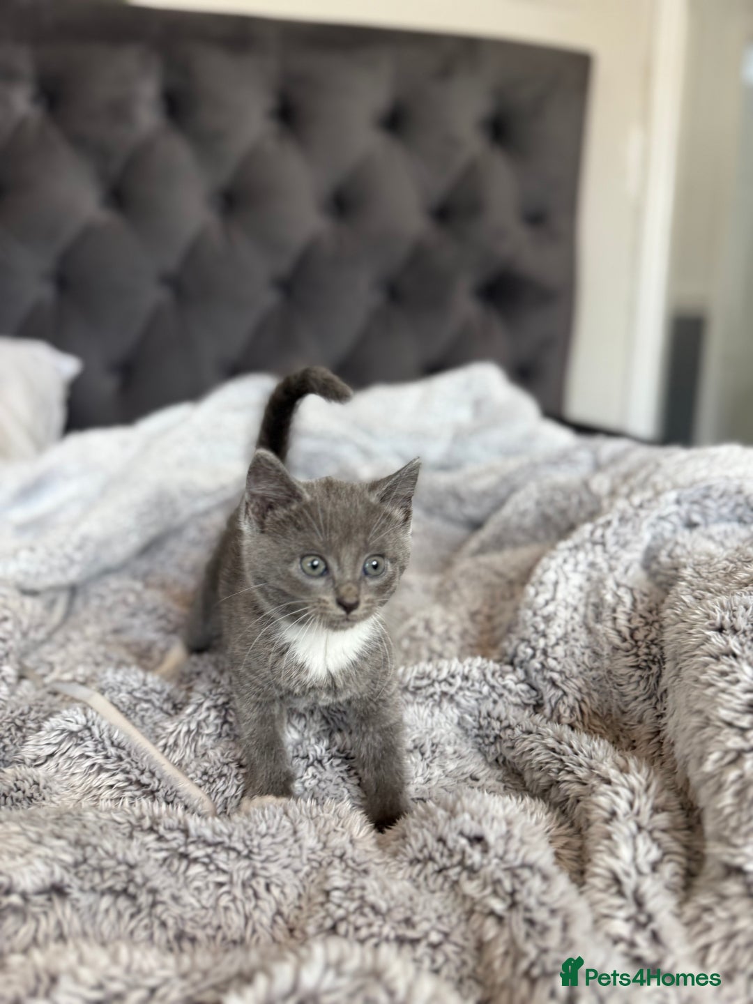 British Shorthair cats for sale: British blue x bengal kittens ready to go now ❤️ - Image 2