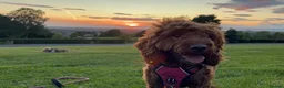 Cockapoo dogs for sale: Cockapoo toy puppies, amazing litter of 7 - Advert 1