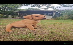 Labrador Retriever dogs for sale: Labrador Puppies  in Watchet - Image 4