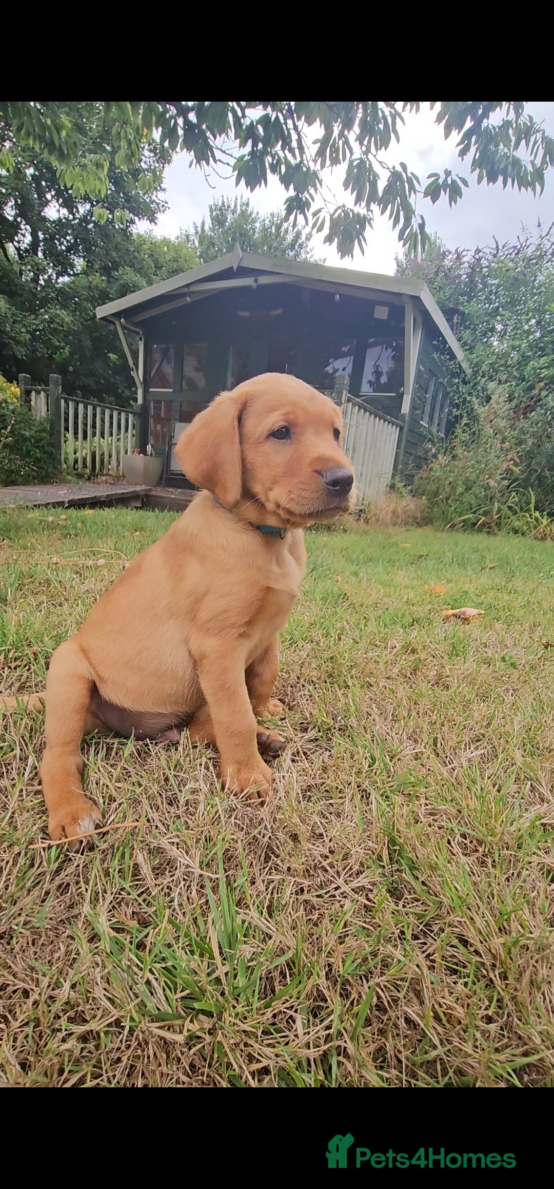 Labrador Retriever dogs for sale: Labrador Puppies  in Watchet - Image 4