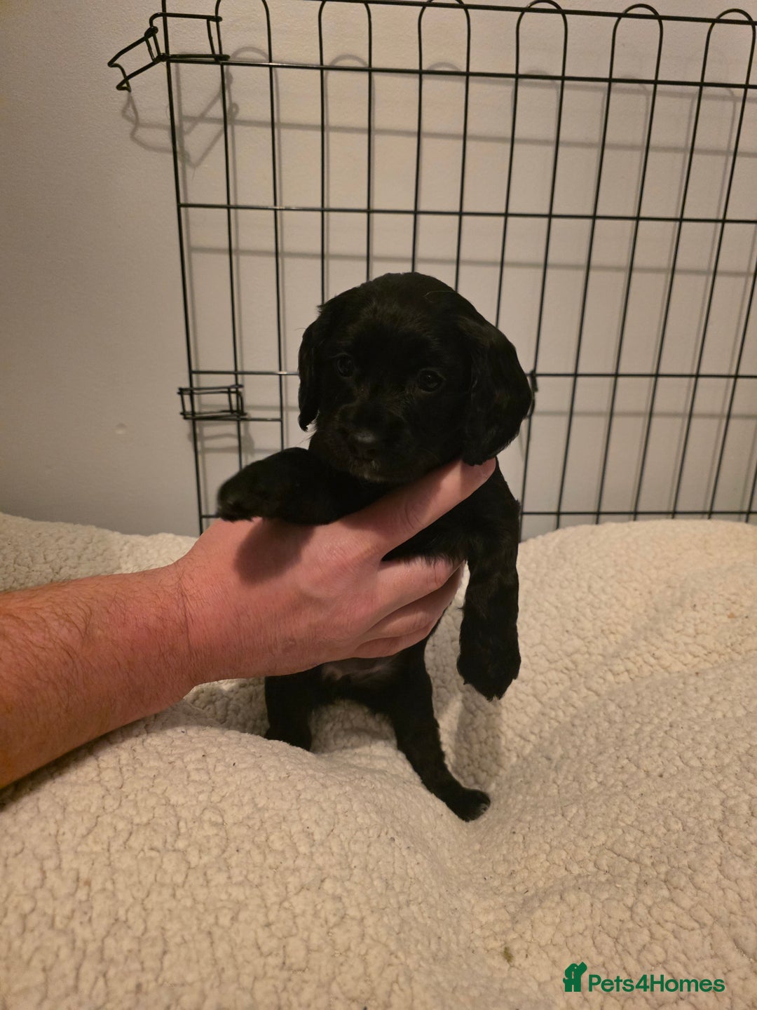 Cocker Spaniel dogs for sale: 6 cocker spaniel puppies  - Advert 12
