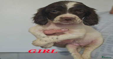 English Springer Spaniel dogs - Advert 3