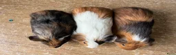 Guinea Pig rodents for sale: Stunning baby make guinea pigs  - Advert 2