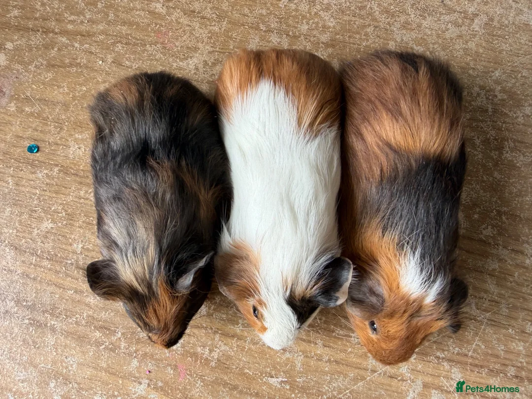 Guinea Pig rodents for sale: Stunning baby make guinea pigs  - Advert 2