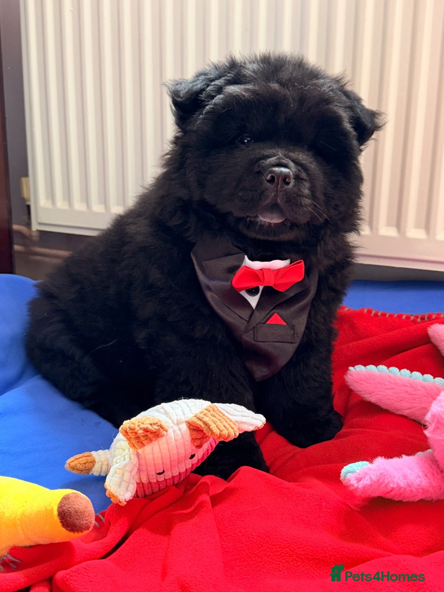 Chow Chow boy