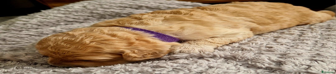 Purple collar (girl)