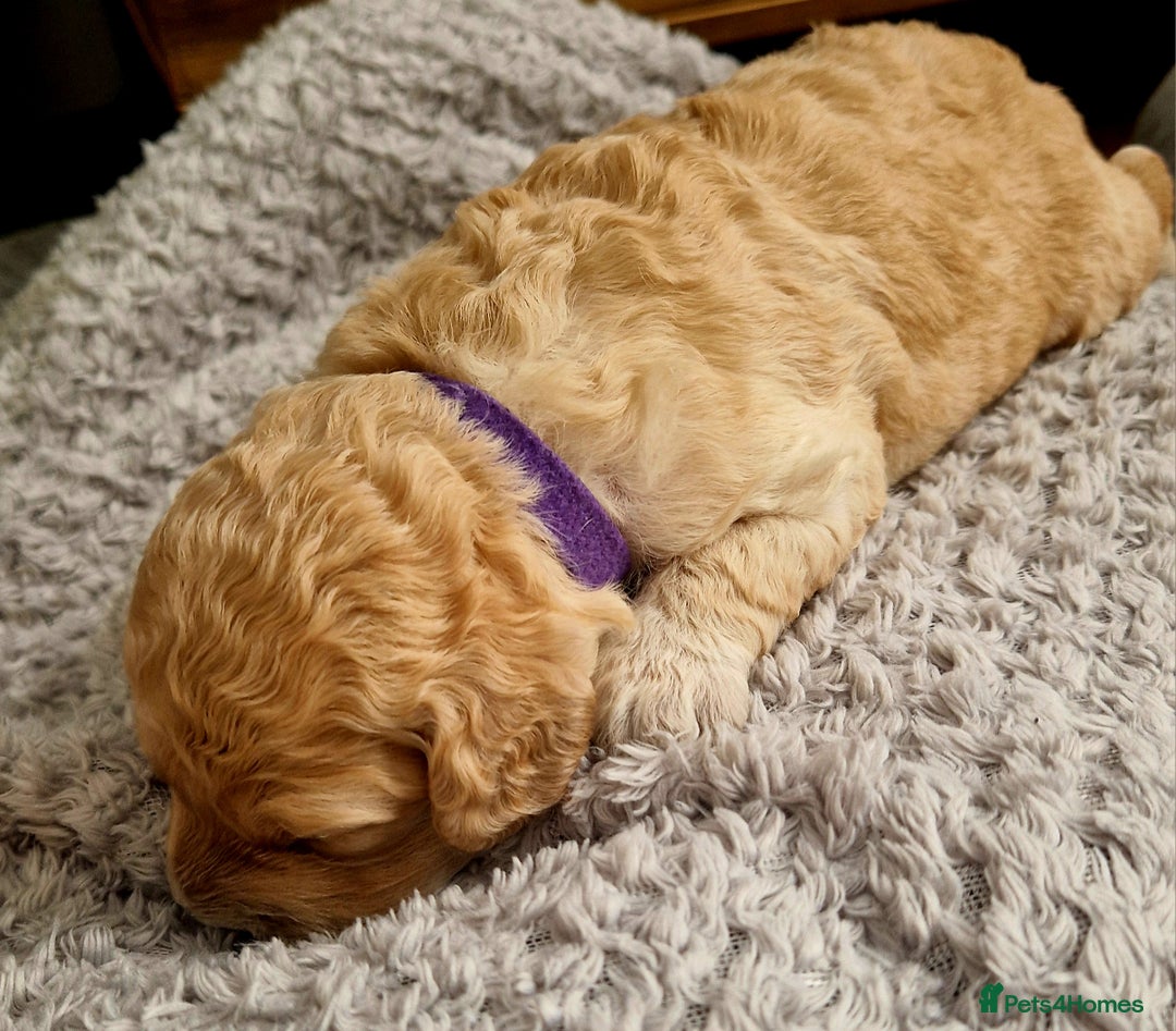 Mixed Breed dogs for sale: Cavapoo/cockapoo, ready September £1250. Cardiff - Image 20