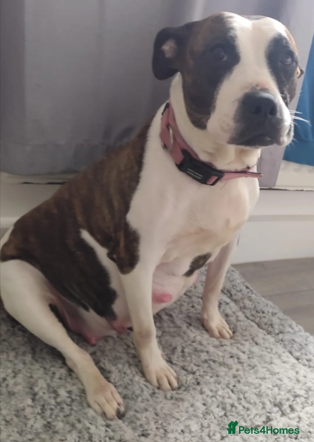 Staffordshire Bull Terrier dogs for sale: Beautiful Chunky Staffordshire bull terriers - Advert 2