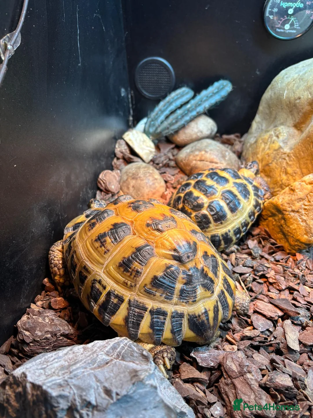 Tortoise reptiles for sale: Horsfield Tortoises - Advert 1