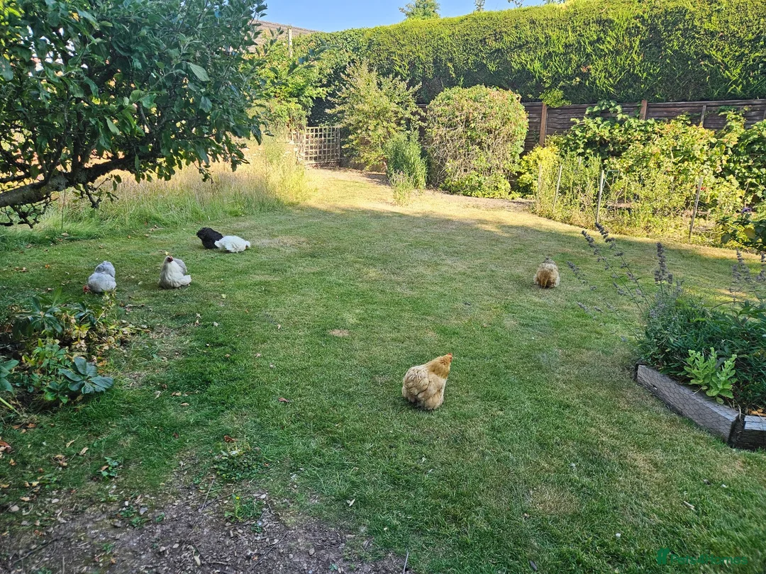 Chickens poultry for sale: FREE Pekin/Pekin-cross Bantam Hens for rehoming in Malvern - Advert 4