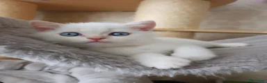 KASH