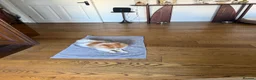 Pomeranian dogs for sale:  **  male  - Advert 8
