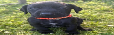Orange Collar