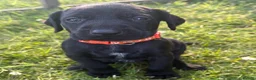 Mixed Breed dogs for sale: READY TO LEAVE! GWP X Labrador puppies - Advert 6