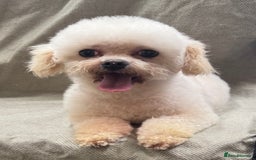 Maltipoo dogs for sale: Female Maltipoo  - Image 2