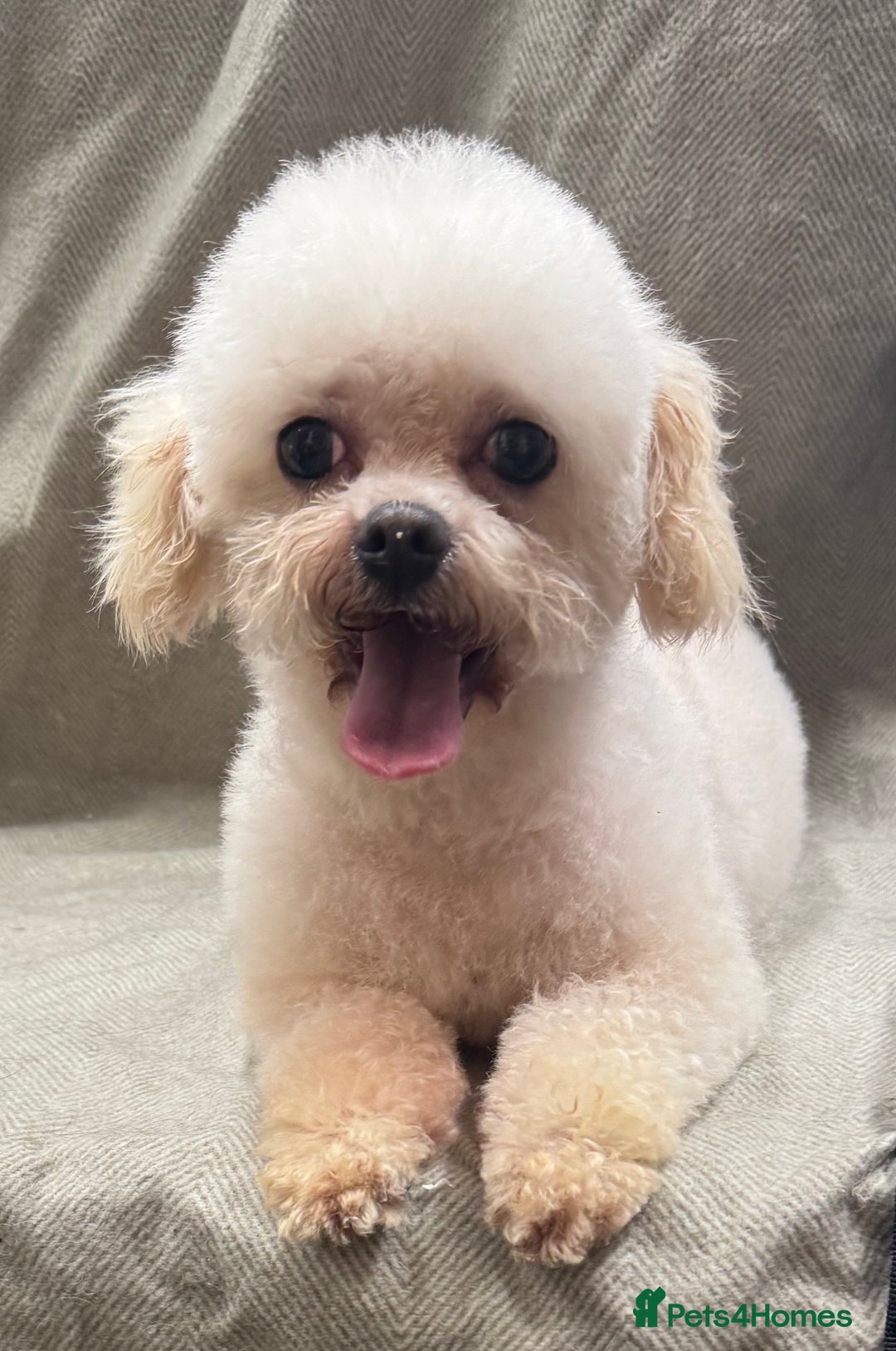 Maltipoo dogs for sale: Female Maltipoo  - Image 2