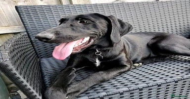 Mixed Breed dogs - Advert 10