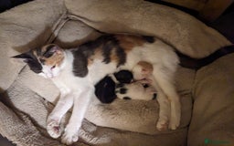 Mixed Breed cats for sale: Beautiful Cuddly Kittens - Image 2