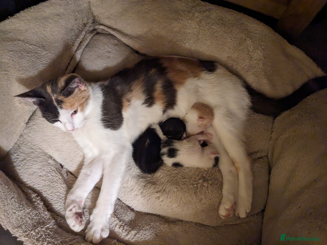 Mixed Breed cats for sale: Beautiful Cuddly Kittens - Image 2