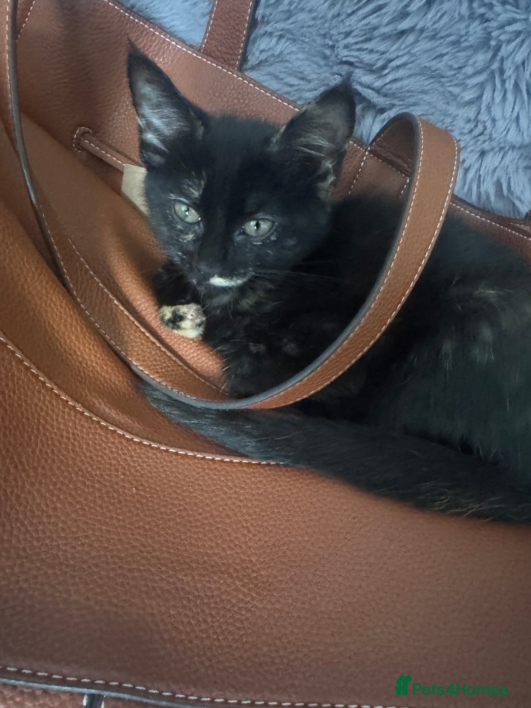 Mixed Breed cats for sale: Torie Moggie  - Image 1