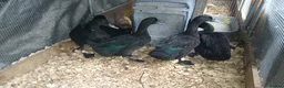 Ducks poultry for sale: 1 pair of cayuga ducks - Advert 4