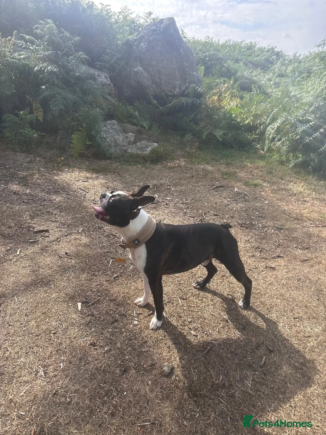 Boston Terrier dogs for stud: KC Registered Brindle Boston Terrier  - Advert 10